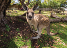 Kangaroo Harvesting Program - World News I