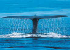 The Incredible Hearts of Blue Whales - Science