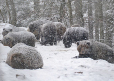 Brown Bears Struggle to Hibernate - World News I