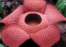 The Largest Rafflesia in the World - Focus