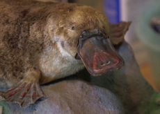 The Platypus’ Struggle for Survival - Special Report