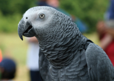 The Social Intelligence of African Grey Parrots - Science