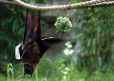 Fruit Bats - Photo News