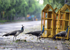 Peacocks Crossing the Road - Photo News