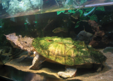 New Turtle Species Discovered - World News I