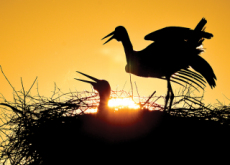 Storks Greeting the Morning Sun - Photo News