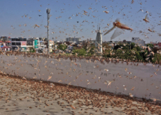 The Worst Locust Invasion in Decades - Headline News