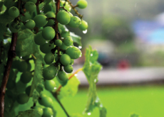 Moist Green Grapes - Photo News