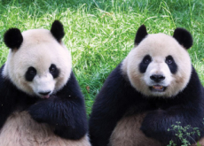 Origin of Giant Pandas - History