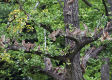 House Sparrows in a Tree - Photo News