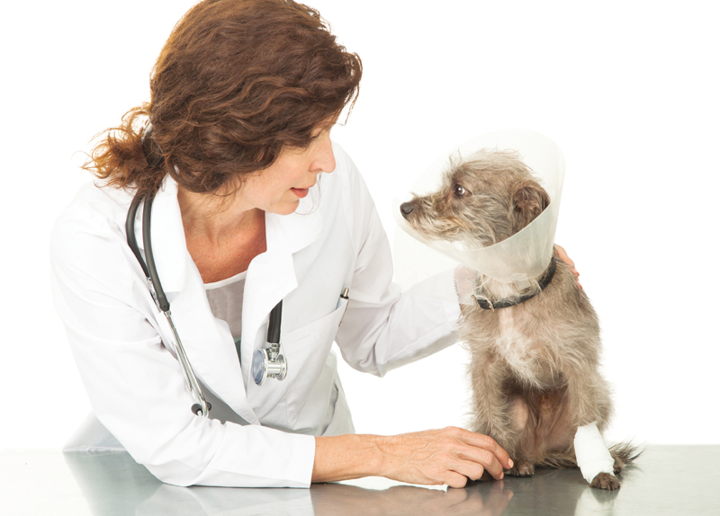 Should all homeless dogs and cats be neutered or spayed?0