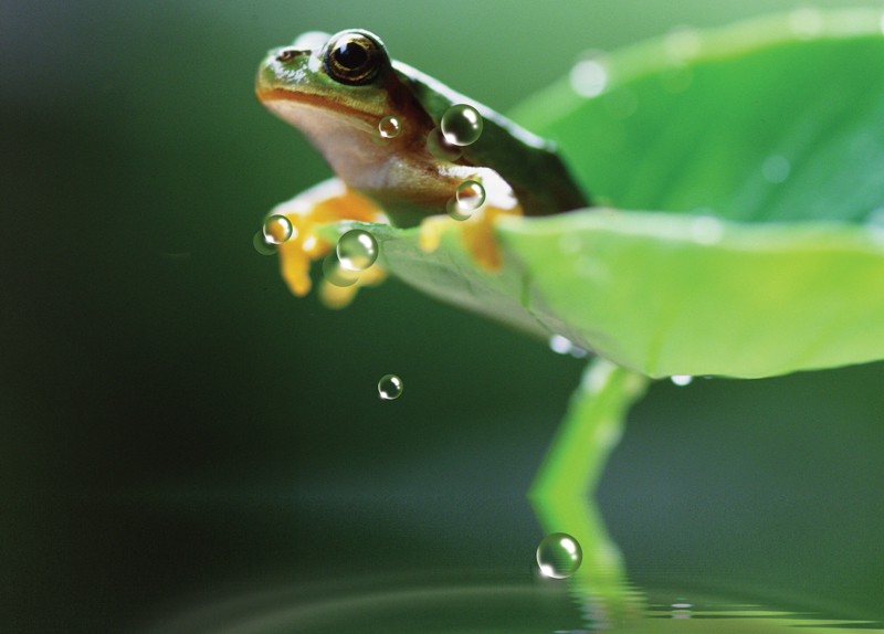 The Secret of the Eastern Wood Frog0