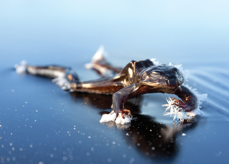 The Secret of the Eastern Wood Frog3