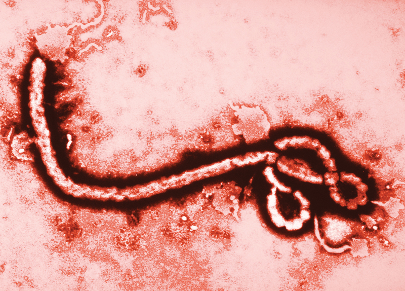Going Viral! Zika / MERS / Ebola3