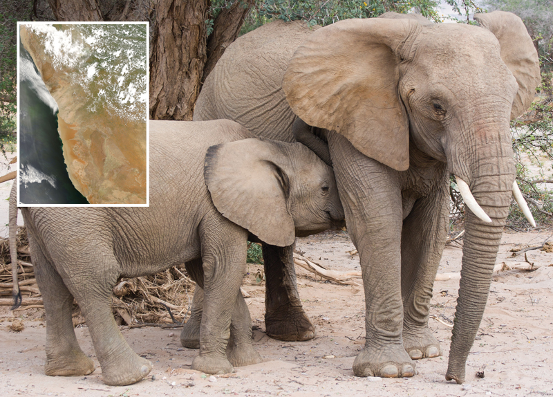 Wise Elephant Lore3