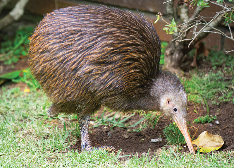 Vulnerable Kiwi Birds in New Zealand 0