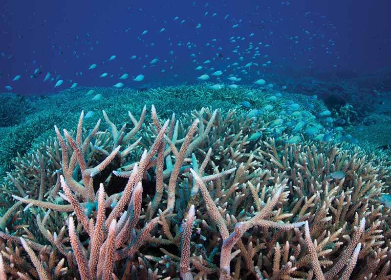 The Great Barrier Reef Bursts With New Life - The World in Retrospect
