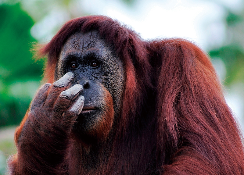 Malaysia’s Orangutan Diplomacy Faces Backlash - Hot News