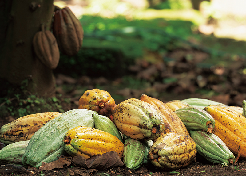 The Climate Crisis Threatens the Global Chocolate Industry - The World in Retrospect