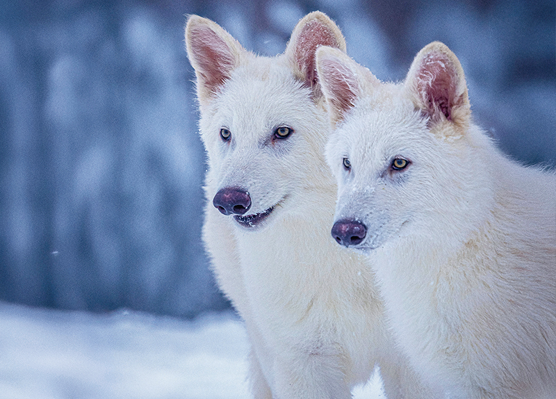 Lab-Born Wolf Pups Spark Debate Over De-Extinction - World Features