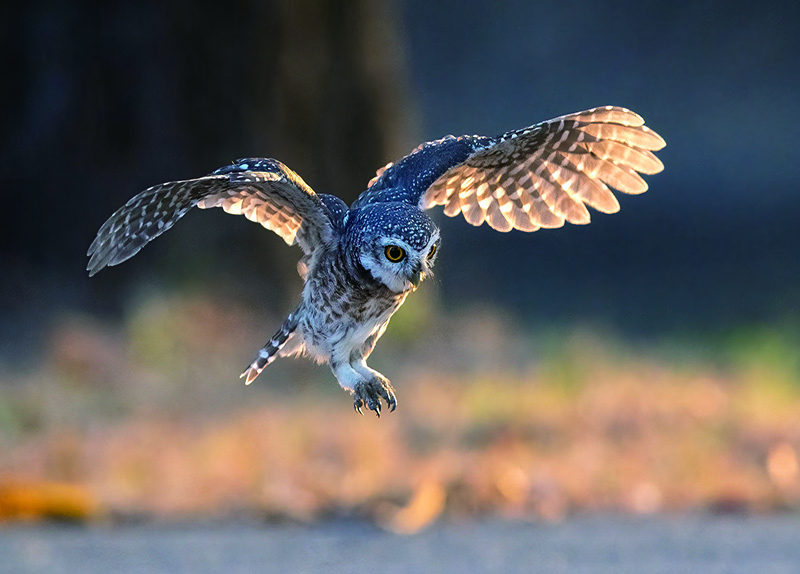 Trump Pushes To Roll Back Protections for Endangered Species - World Features Trump Pushes To Roll Back Protections for Endangered Species - World Features