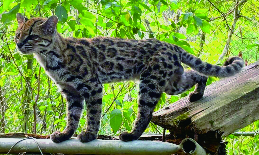 Meet Bolivia�s Newest Wild Cat