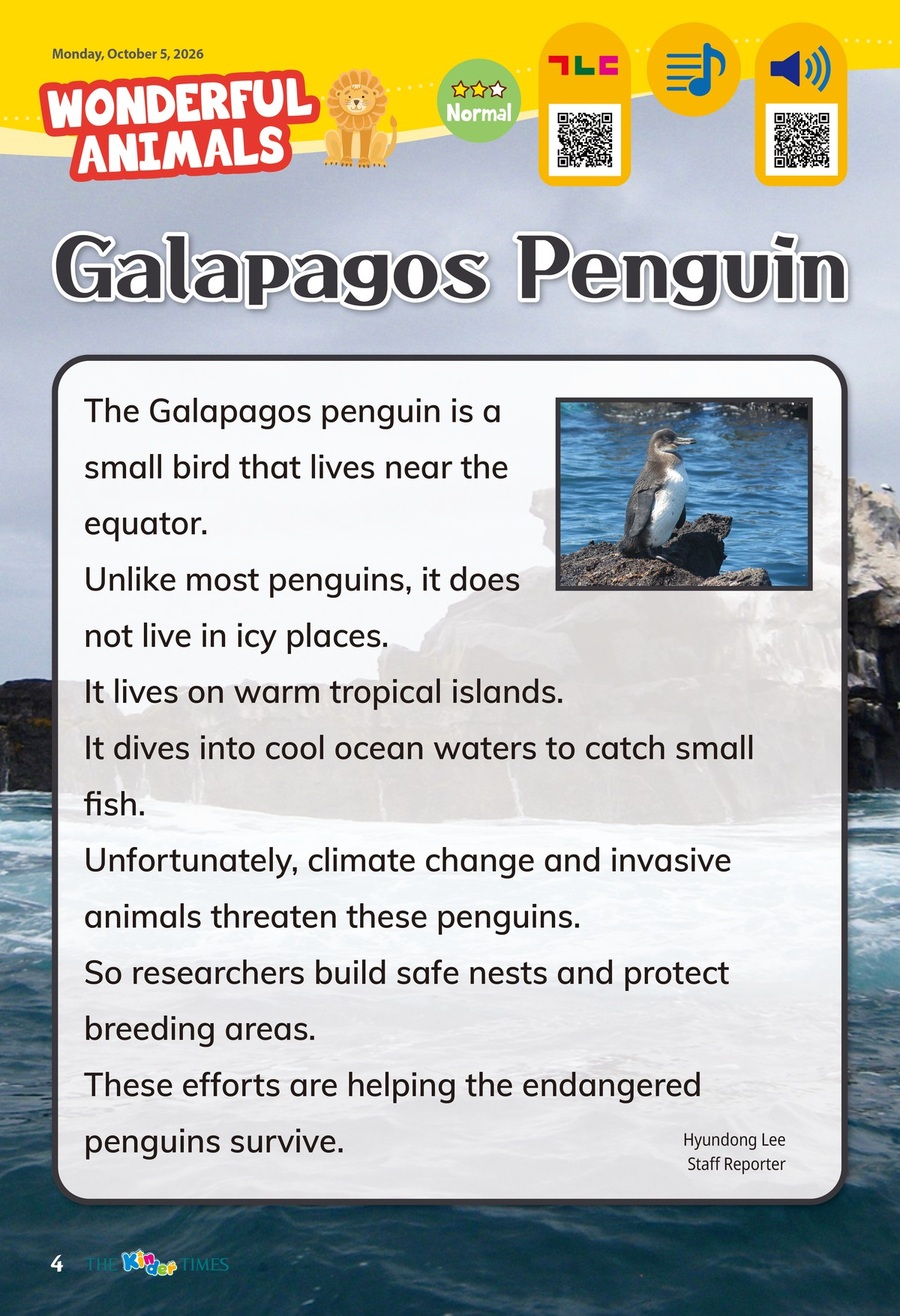 Galapagos Penguin