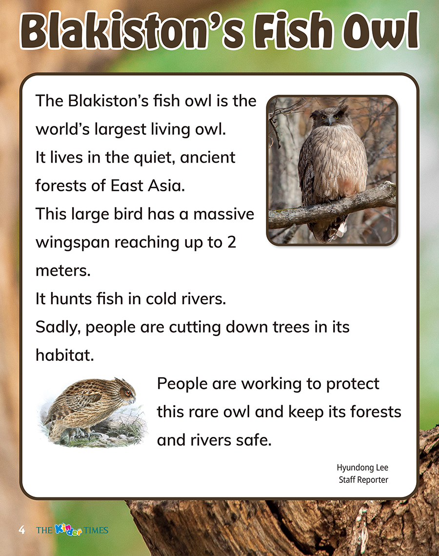Blakiston�s Fish Owl