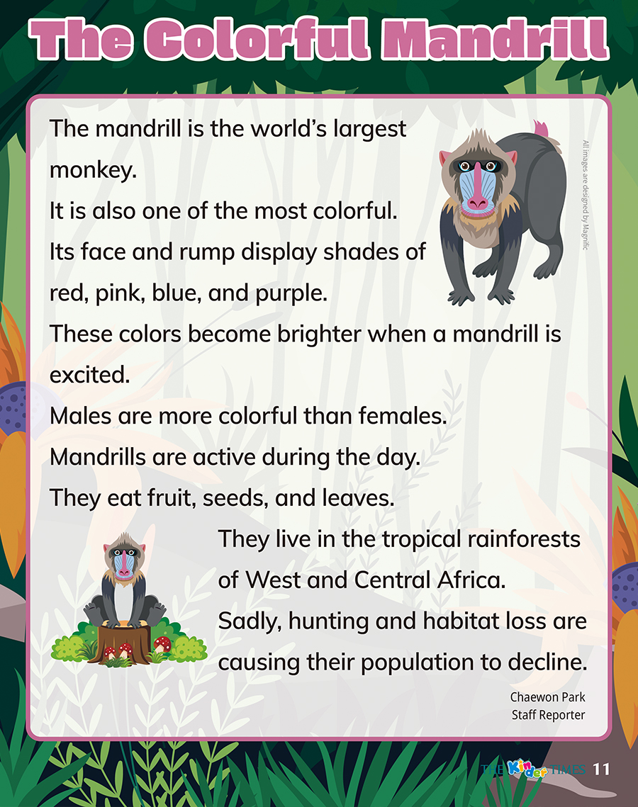 The Colorful Mandrill