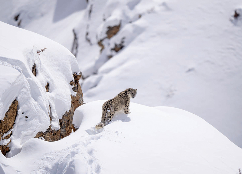 Ghost Trackers: The Indigenous Women Protecting Snow Leopards in the Himalayas5