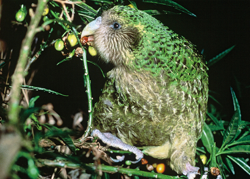 Berry Boom Brings Hope for New Zealand��s Rarest Parrot0