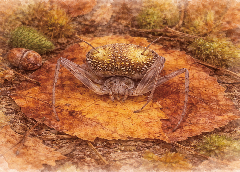 The Spider That Wears a Fungus Costume0