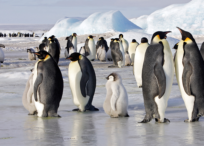 Antarctica��s Rapid Warming Puts Wildlife at Risk0