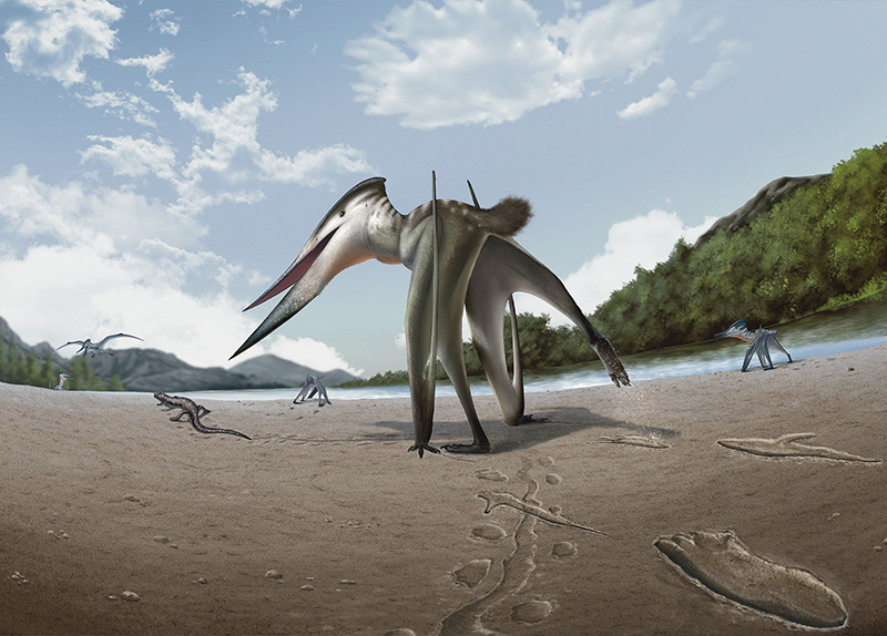 100-Million-Year-Old Pterosaur Chase Found in South Korea0