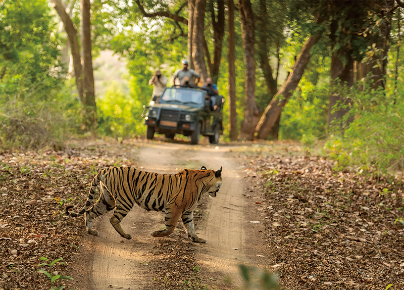 Silent Safaris: Why Phones Are Being Banned in India��s National Parks0