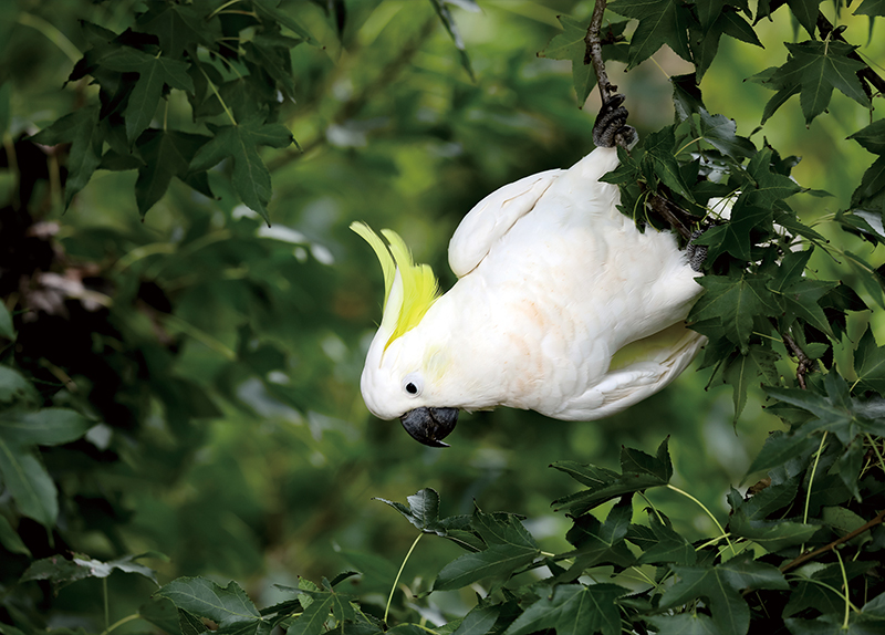 Social Learning in the Animal Kingdom0