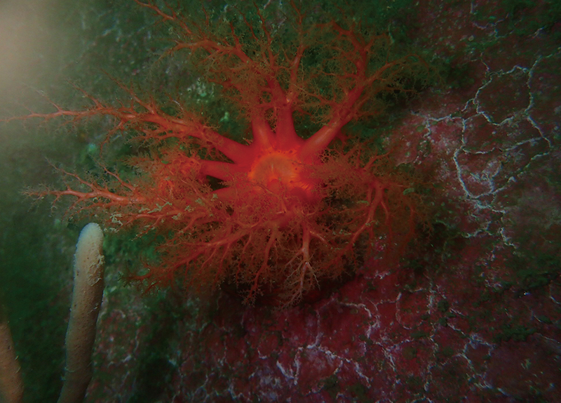 Sea Cucumber With ��Tissue Immortality�� Challenges What It Means To Be Alive0