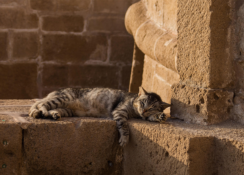 Should Local Governments Support Stray Cat Feeding Stations?0
